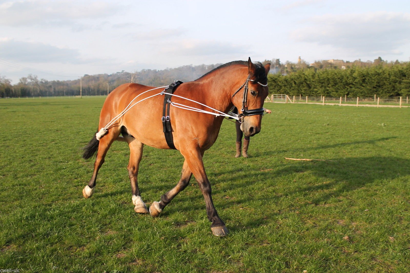 Cwell Equine Ausilio Per Addestramento Cavalli Lunging - Basato Su Pessoa (Taglia Unica, Turchese)