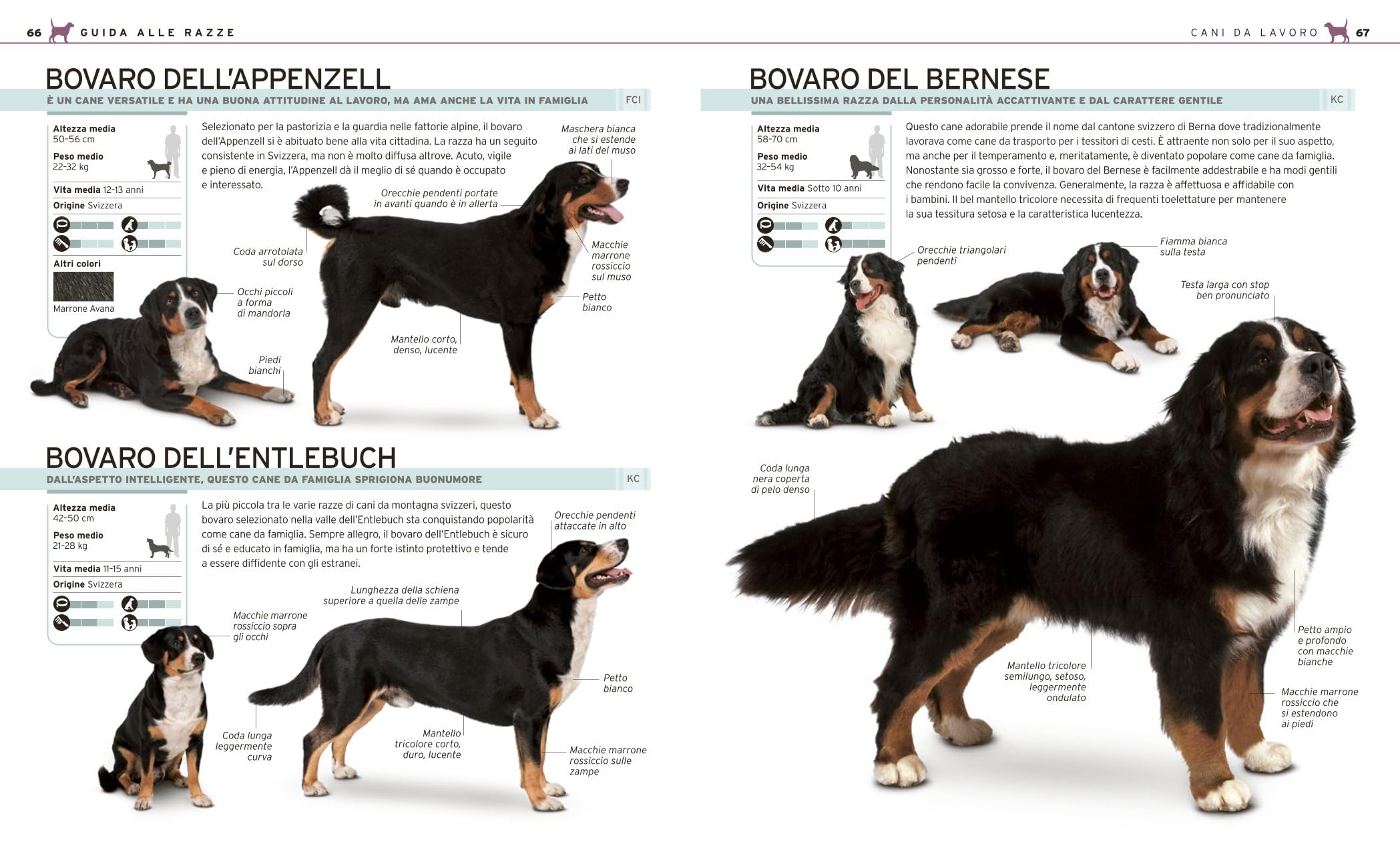 Il grande libro del cane. Tutte le razze: caratteristiche, attitudini, comportamenti e curiosità. Ediz. illustrata