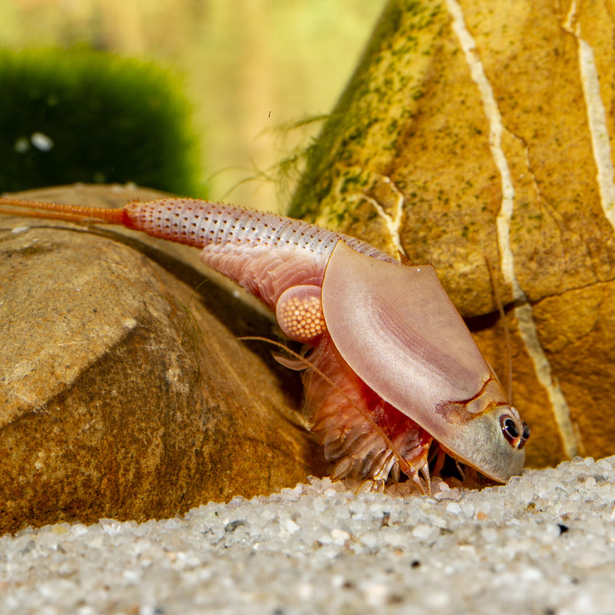 Triops longicaudatus (rot) Komplettset 6 l, Urzeitkrebs-Eier, mit Aquarium