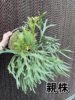 ル*ロ様 【おすすめ】Mt. Kitshakood Thin&Dwarf ビカク Amazon.co.jp: ビカクシダMt. Kitshakood Thin & Dwarf spore