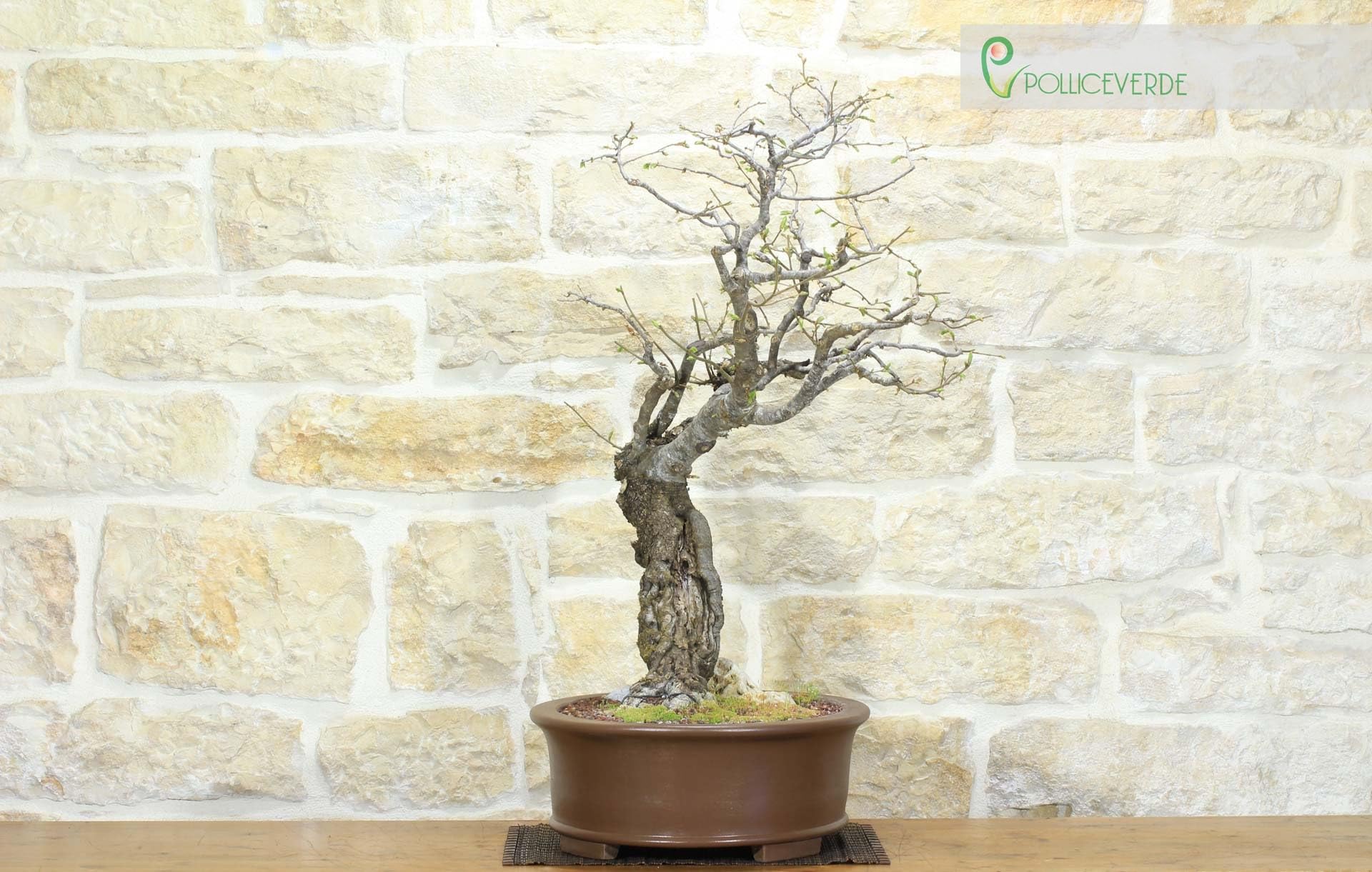 Bonsai di Carpino Nero (2)