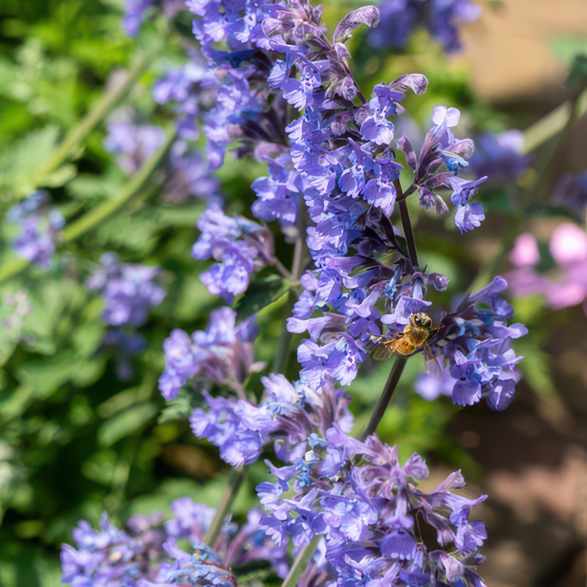 Katzenminze Nepeta 'Six Hills Giant' Lila Staude 12 Pflanzen Ø9 cm 10-25 cm