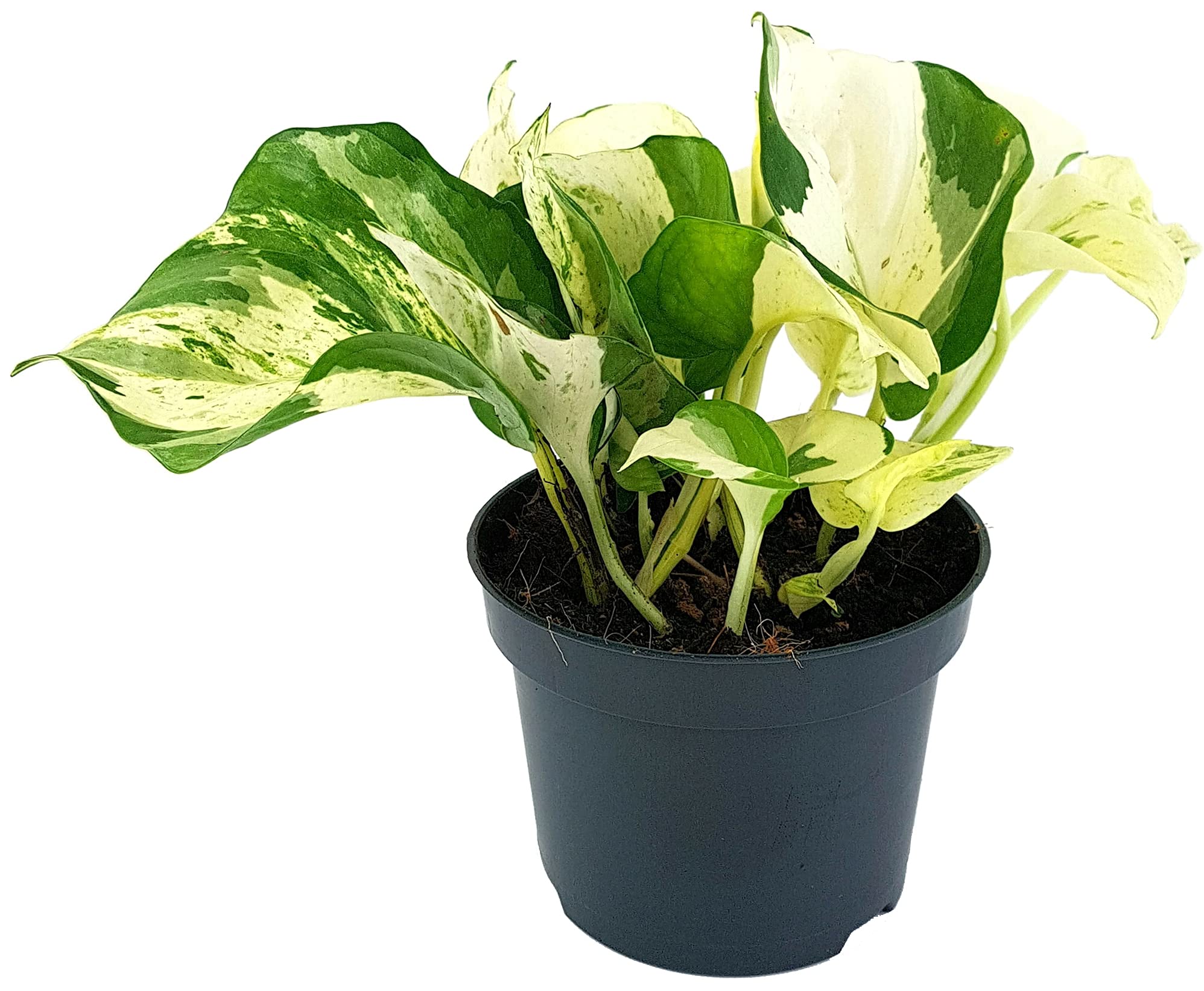 Fangblatt - Epipremnum pinnatum "Happy Leaf" - panaschierte Efeutute im   12 cm Topf - pflegeleichte Zimmerpflanze : Amazon.de: Garten