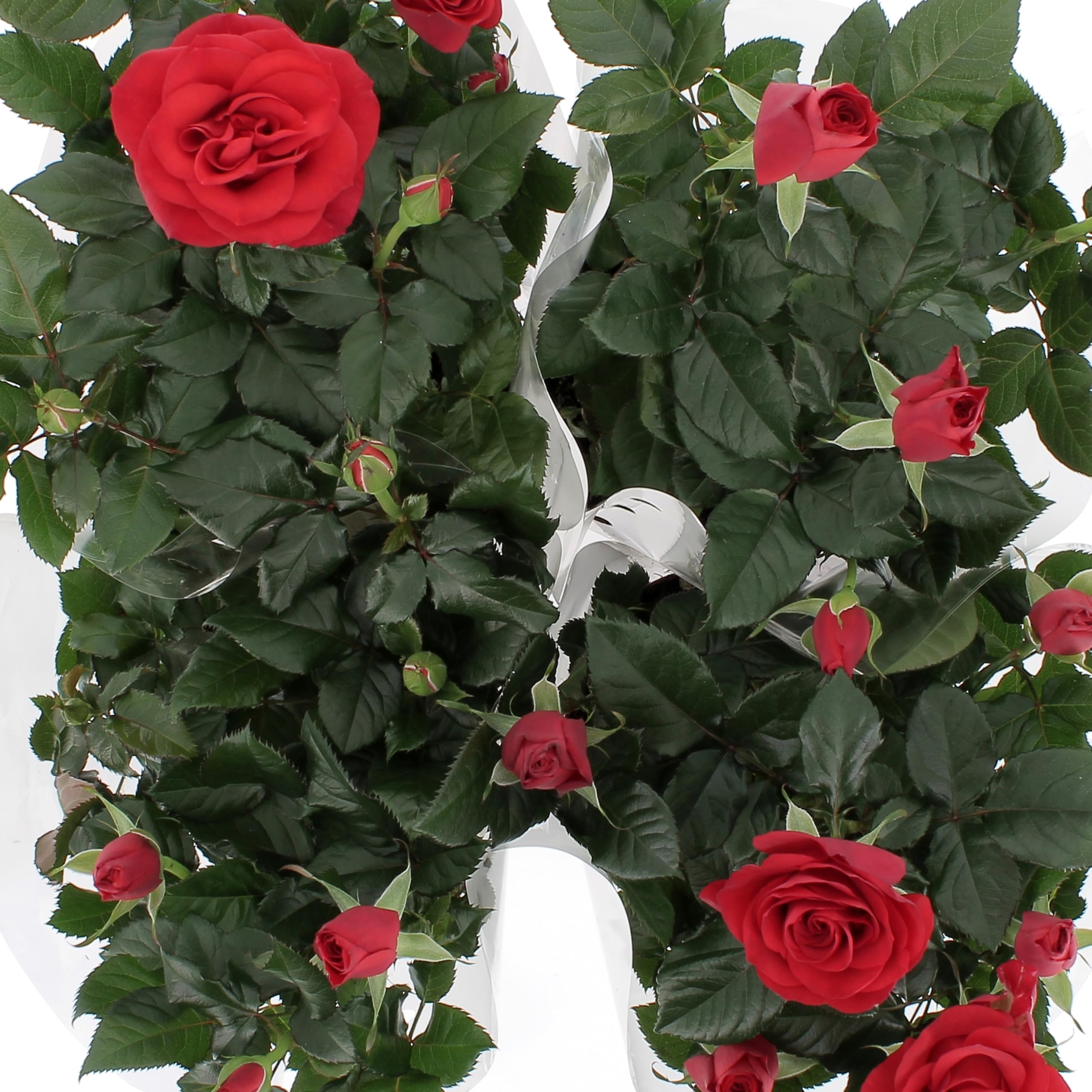 KENTIS - Kit 4 Piante di Rose Rosse - Piante Vere da Esterno Fiorite - Pianta da Balcone Giardino Terrazzo Ornamentali - Sempreverde - Vaso Ø 12 cm