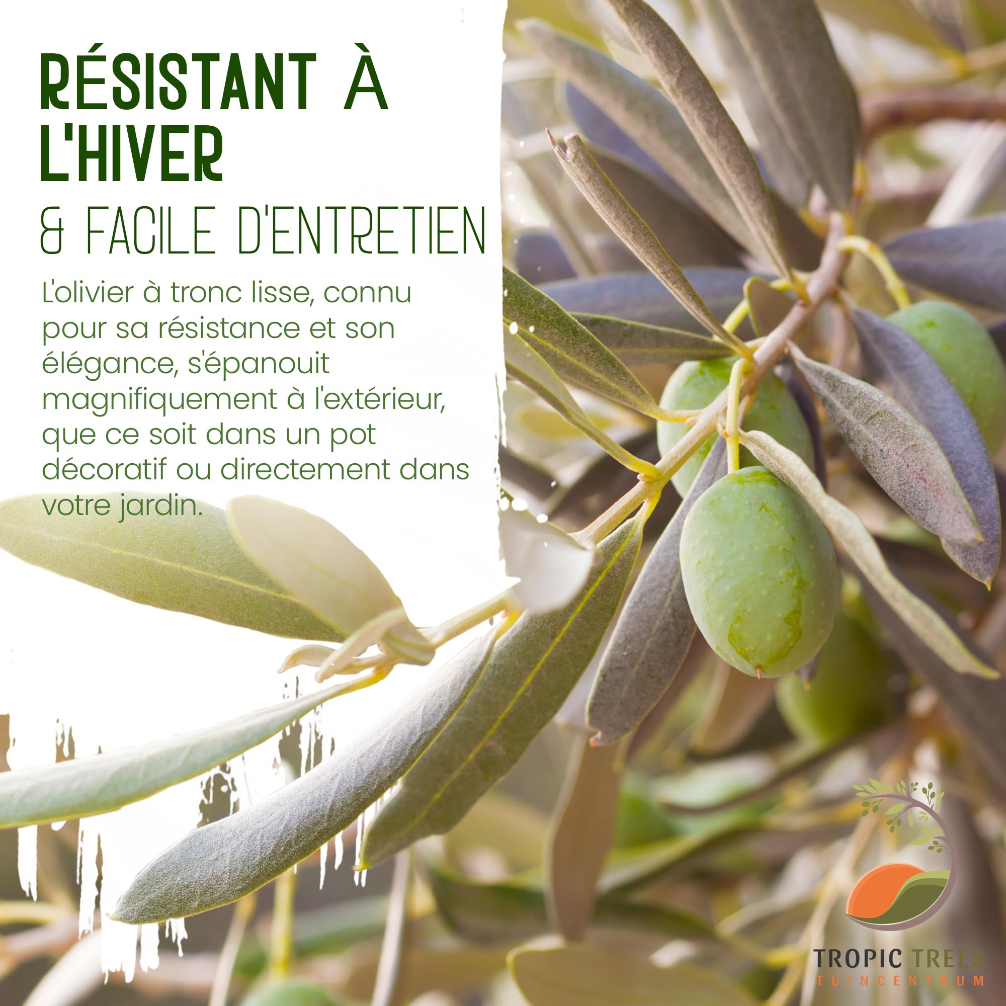 Tropictrees Olivier Naturel, Véritable Olivier Arbre avec Un Tronc de 160 cm de Hauteur, 6-8 cm de Circonférence, Plante Exterieur Jardin et Arbre Fruitier pour la Décoration