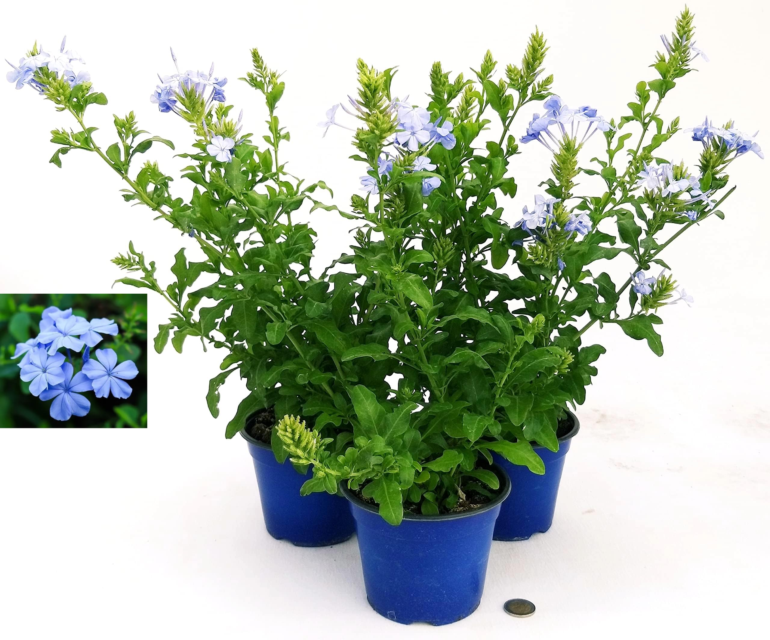 POWERS TO FLOWERS - PLUMBAGO 3 PIANTE, VASO 14CM, piante vere