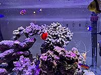 Review Image by Jason Michaels Jason Michaels