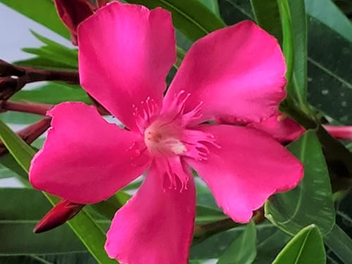 Miniatura 3 de Calypso Pink Oleander Bush - Planta de flores vivas - Plantas tropicales de Florida - 26 a 30 pulgadas de altura total - Maceta de 3 galones planta