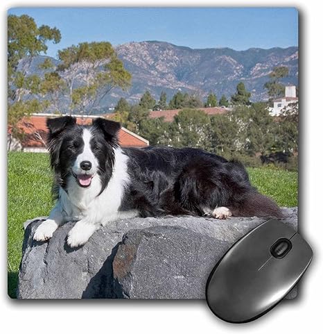 22春夏新作 3drose 8 X Mp Northcott 0 25インチマウスパッド 犬 Iditarod開始 アラスカdavid 8 X マウスパッド Www Oroagri Eu 22春夏新作 3drose 8 X Mp Northcott 0 25インチマウスパッド 犬 Iditarod開始 アラスカdavid 8 X マウスパッド Www Oroagri Eu