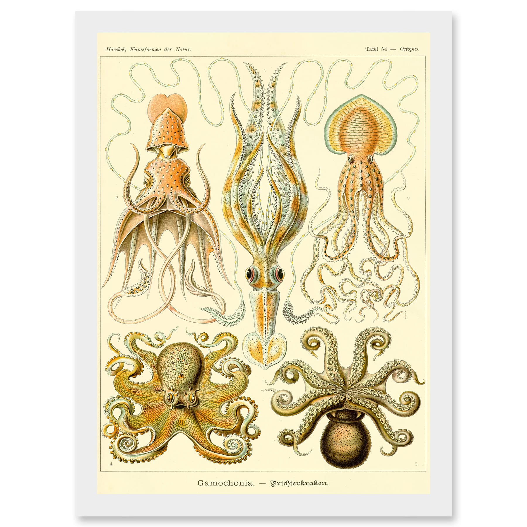 Artery8 Nature Ernst Haeckel Octopus Biology Sea Underwater A4 Artwork Framed Wall Art Print