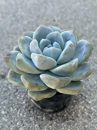 Miniatura 2 de Echeveria - Planta suculenta viva verde hielo, maceta de 2 pulgadas, totalmente enraizada con tierra, decoración para el hogar y la oficina