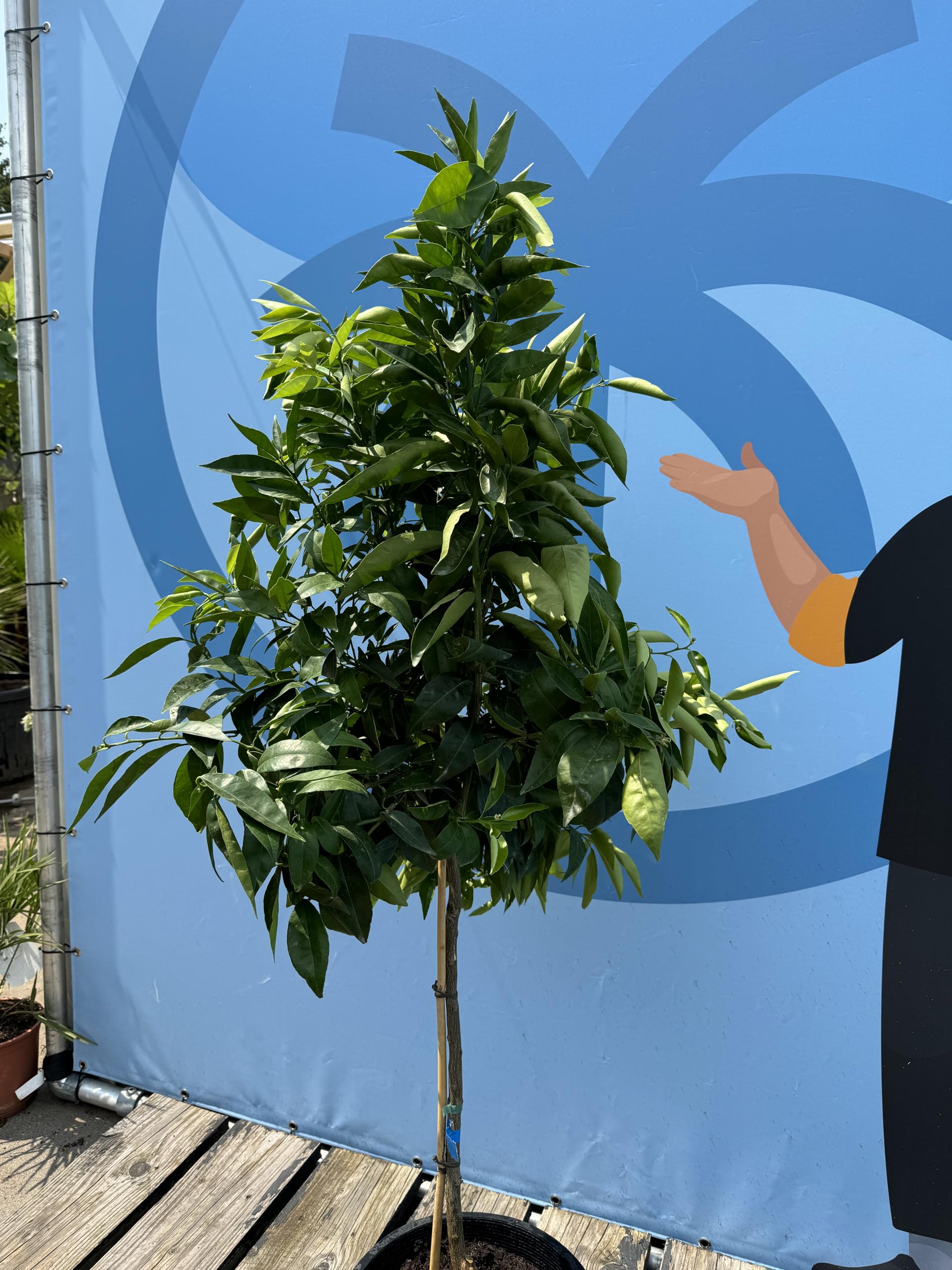 Mandarynka Citrus Reticulata drzewo śródziemnomorskie kwitnące owoce jadalne 150cm doniczka