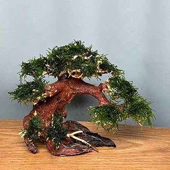 Amazon | ミニ盆栽流木 サイズ(幅20cm 奥12cm 高15cm) 小型の