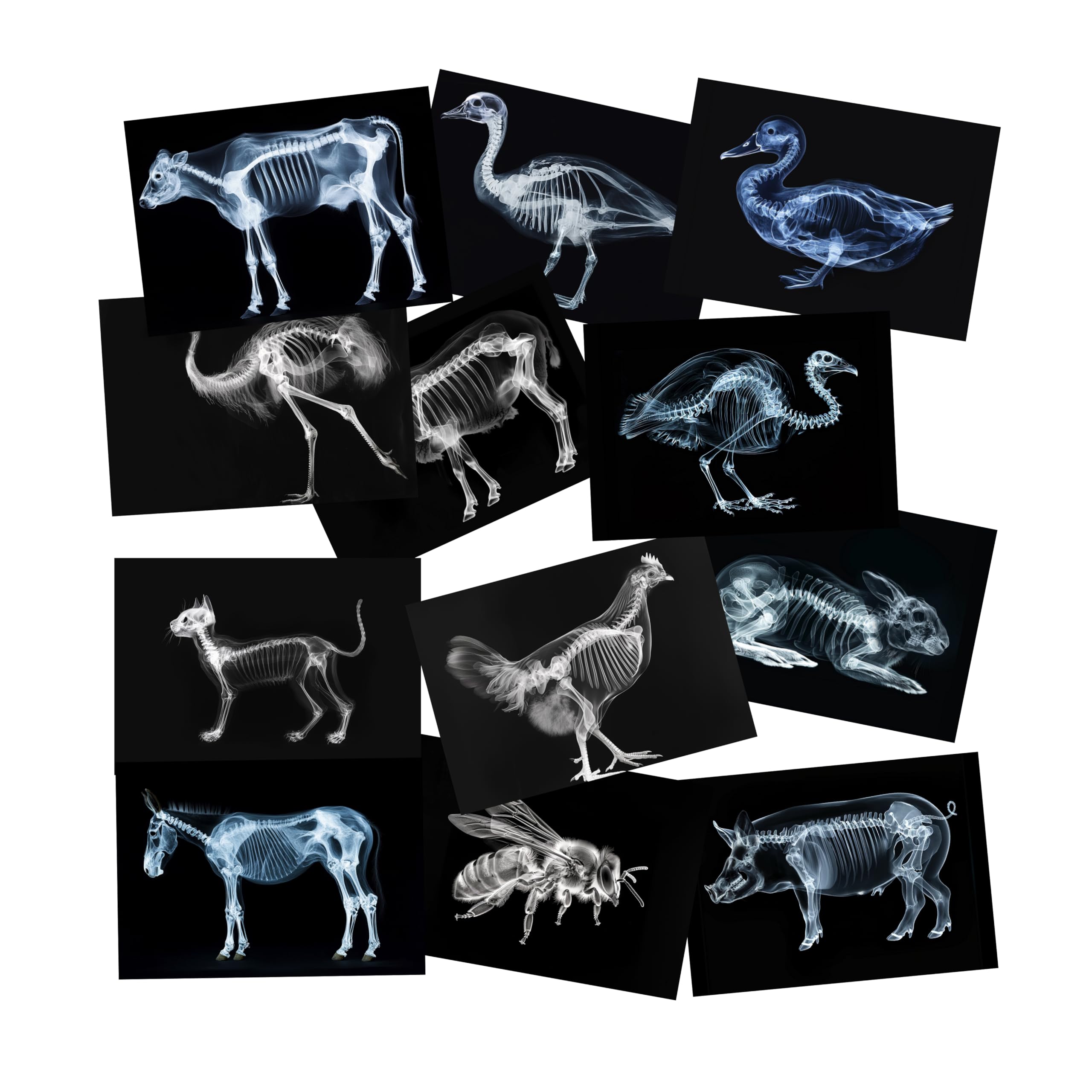 Animal X-Ray Set, Educational Science Kit, Light Table Accessory for Children (Farm Animals)