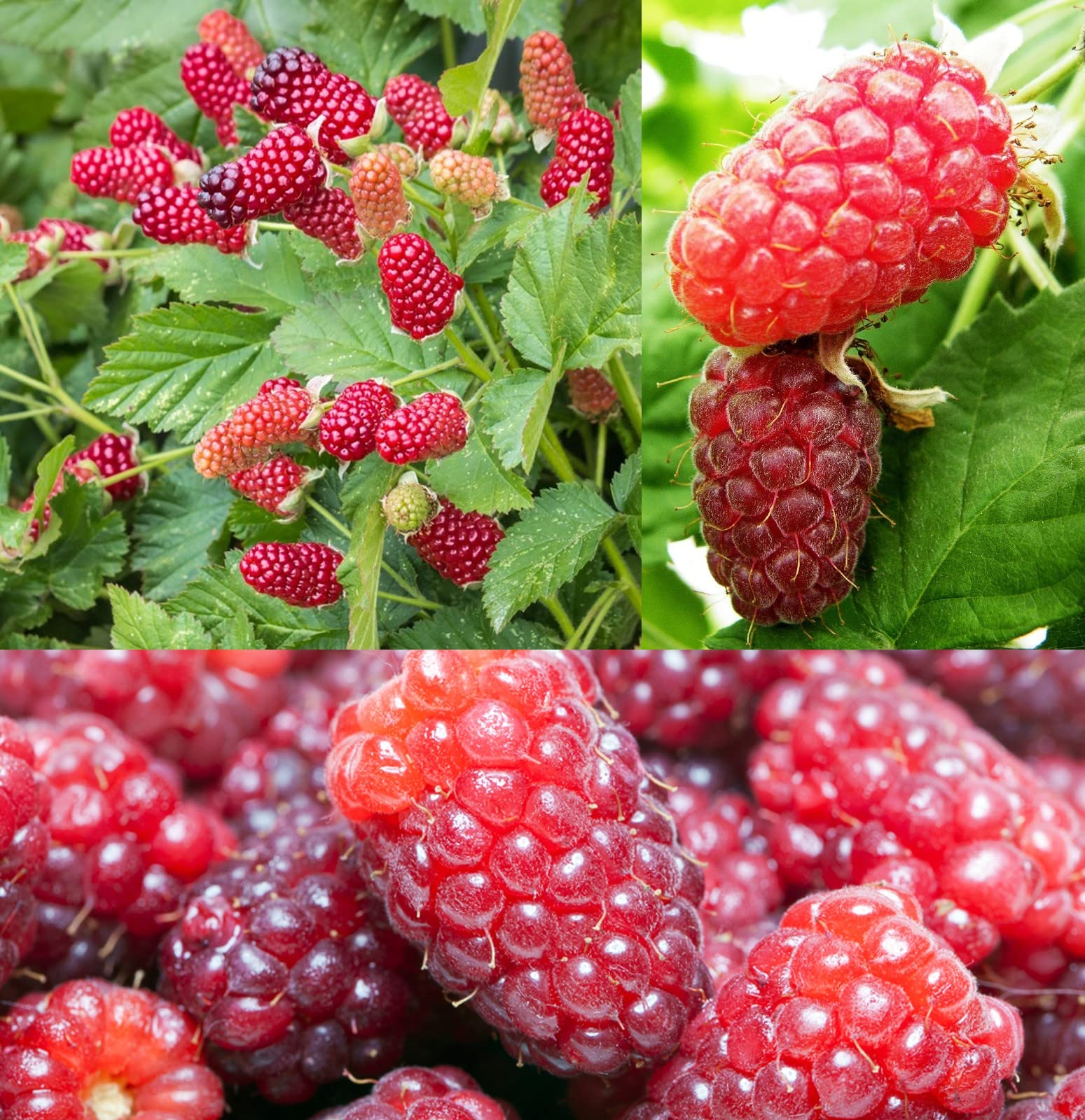 Loganberry Fruit Plant in 9cm Pot - Produces Juicy Edible Fruit Ideal for Use in Cooking and Baking (3 Plants)
