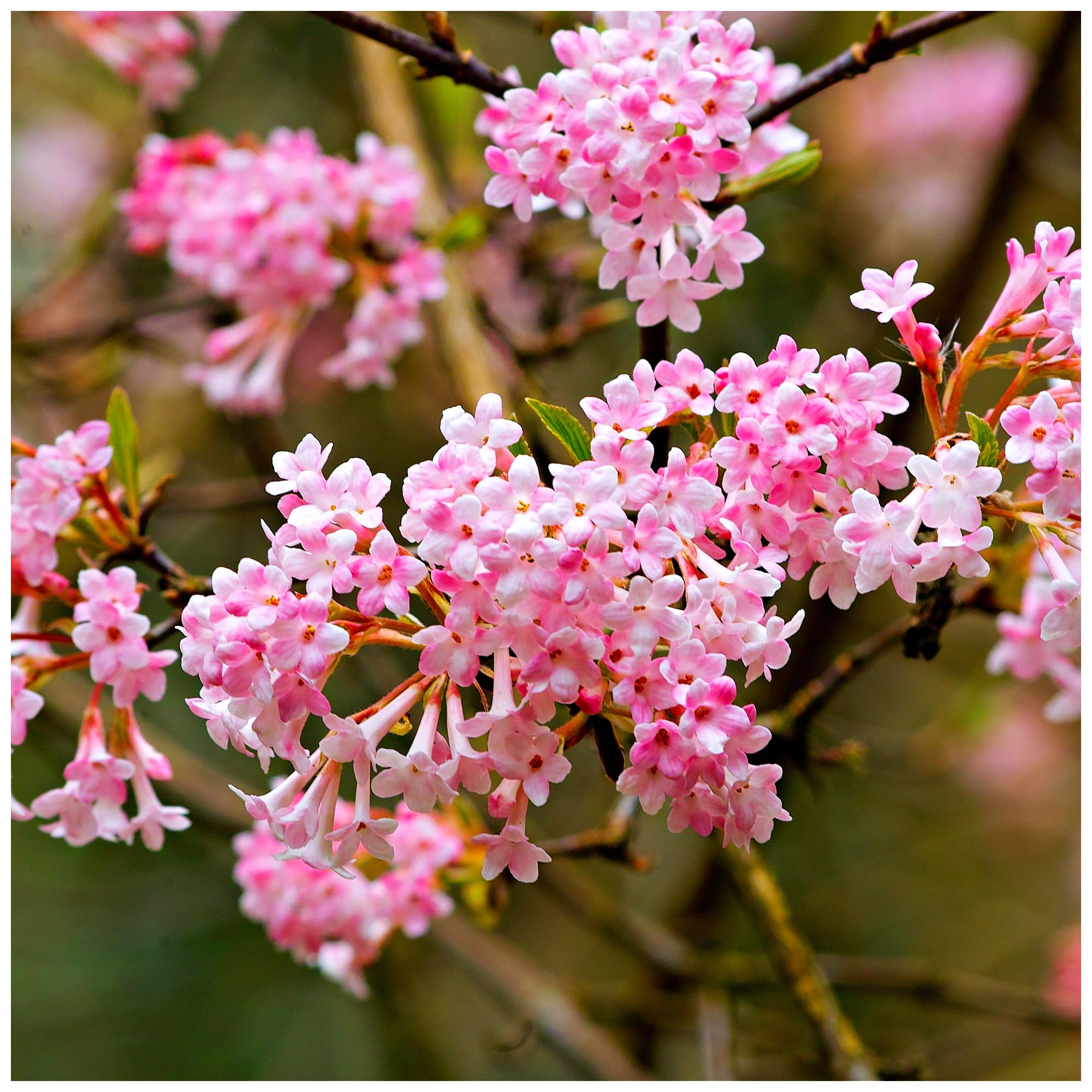Viburnum Bodnantense 'Dawn' / Bodnant Viburnum 20-30cm Tall in 2L Pot 3fatpigs®