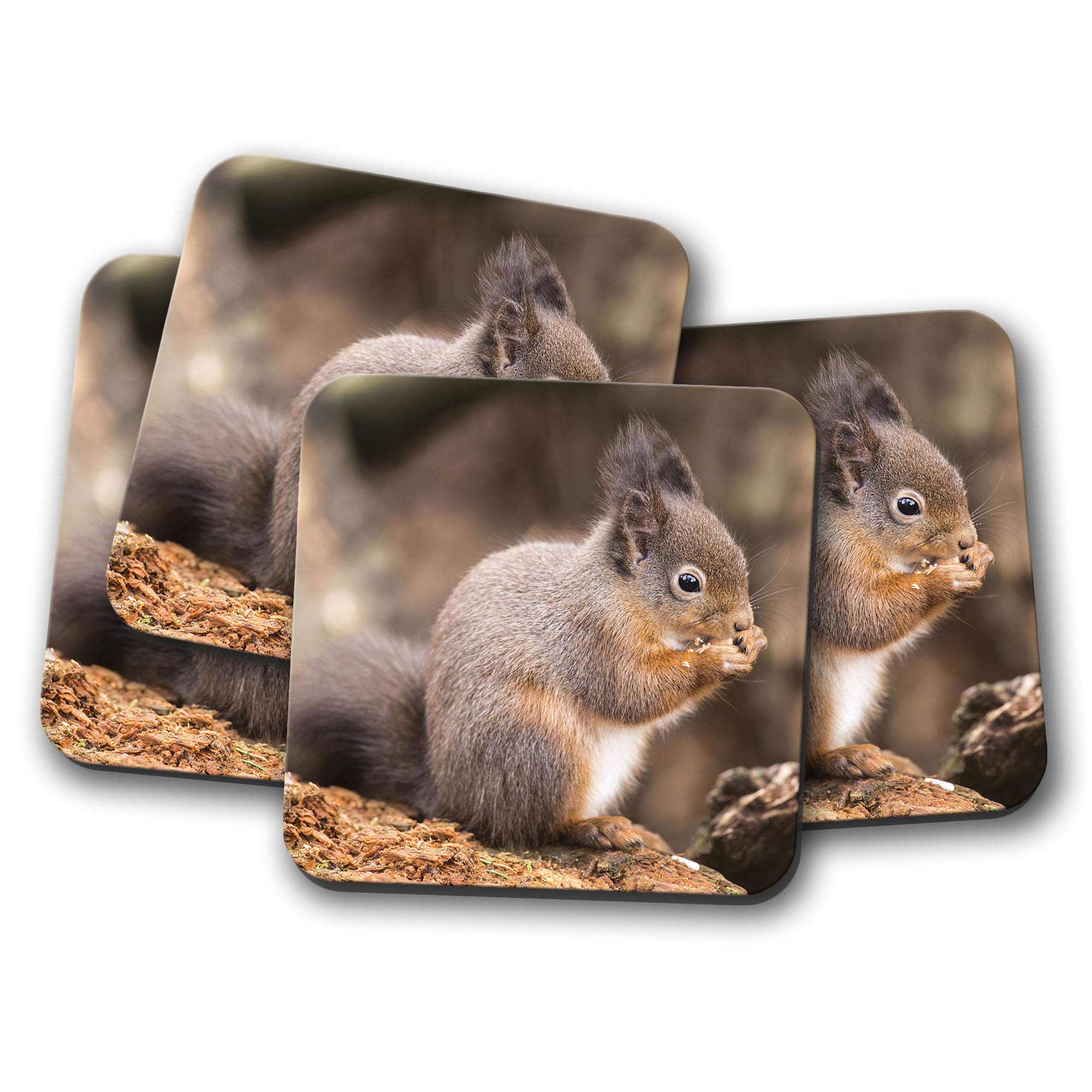 4 Set - Cute Squirrel Coaster - Wildlife Woodland Forest Animal Mum #14267
