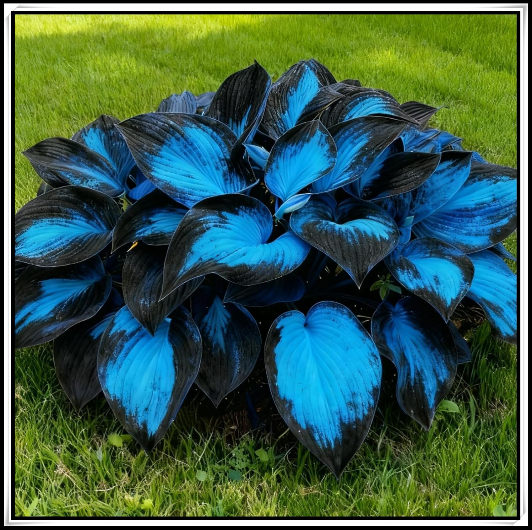 Perennial Hardy Midnight Hosta Blue Bulbs, Shade-Tolerant Garden Plants, Suitable for Shady Garden Corners & Bed Borders, Excellent Display-8 Bulbs-B