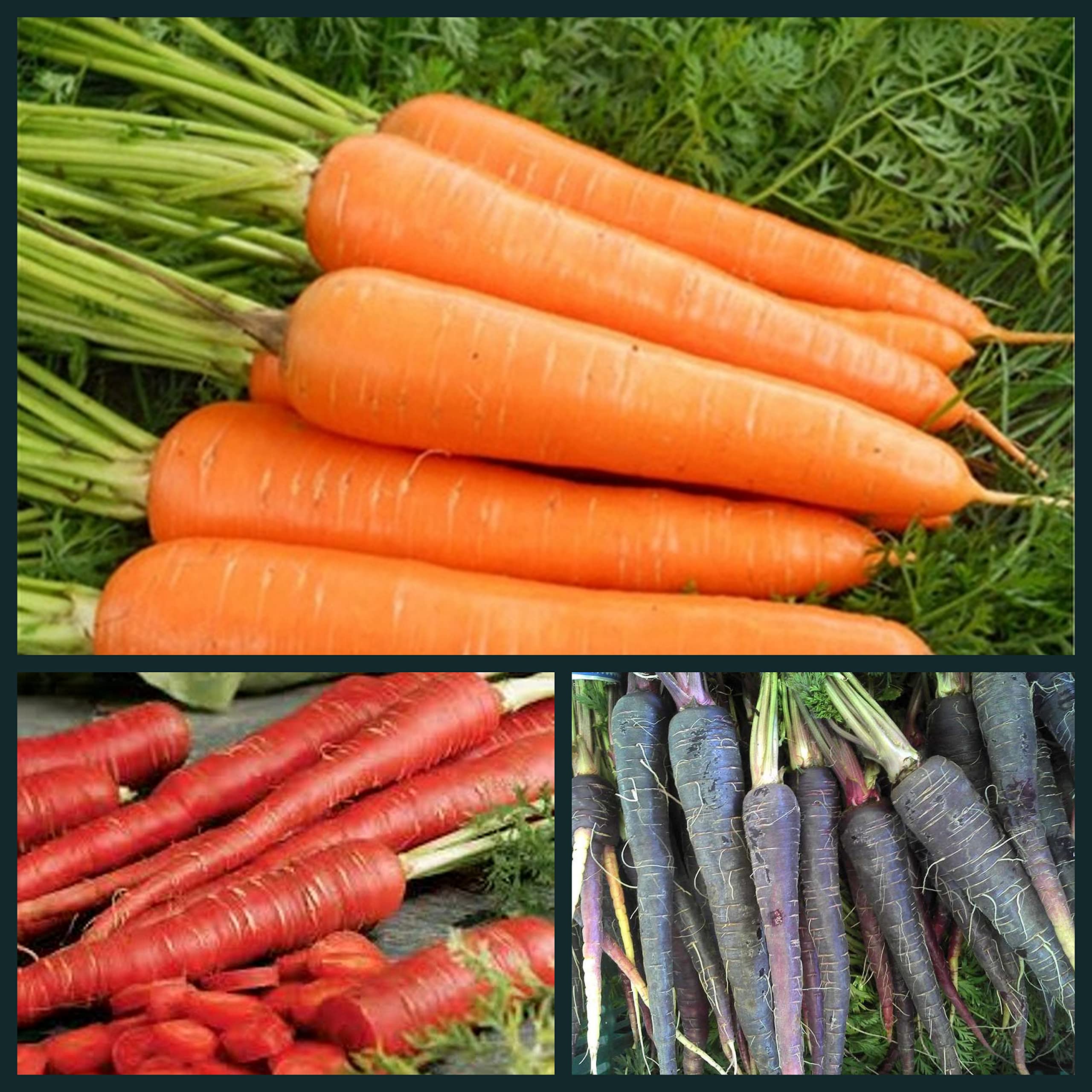 Magnif Combo of 3 Organic Hybrid Quality Vegetable Seeds for Gardening and Farming of Carrot Red | Carrot Orange | Carrot Black with 85% Germination Carrot Combo (B0BNQ351LD) Amazon Price History, Amazon Price Tracker