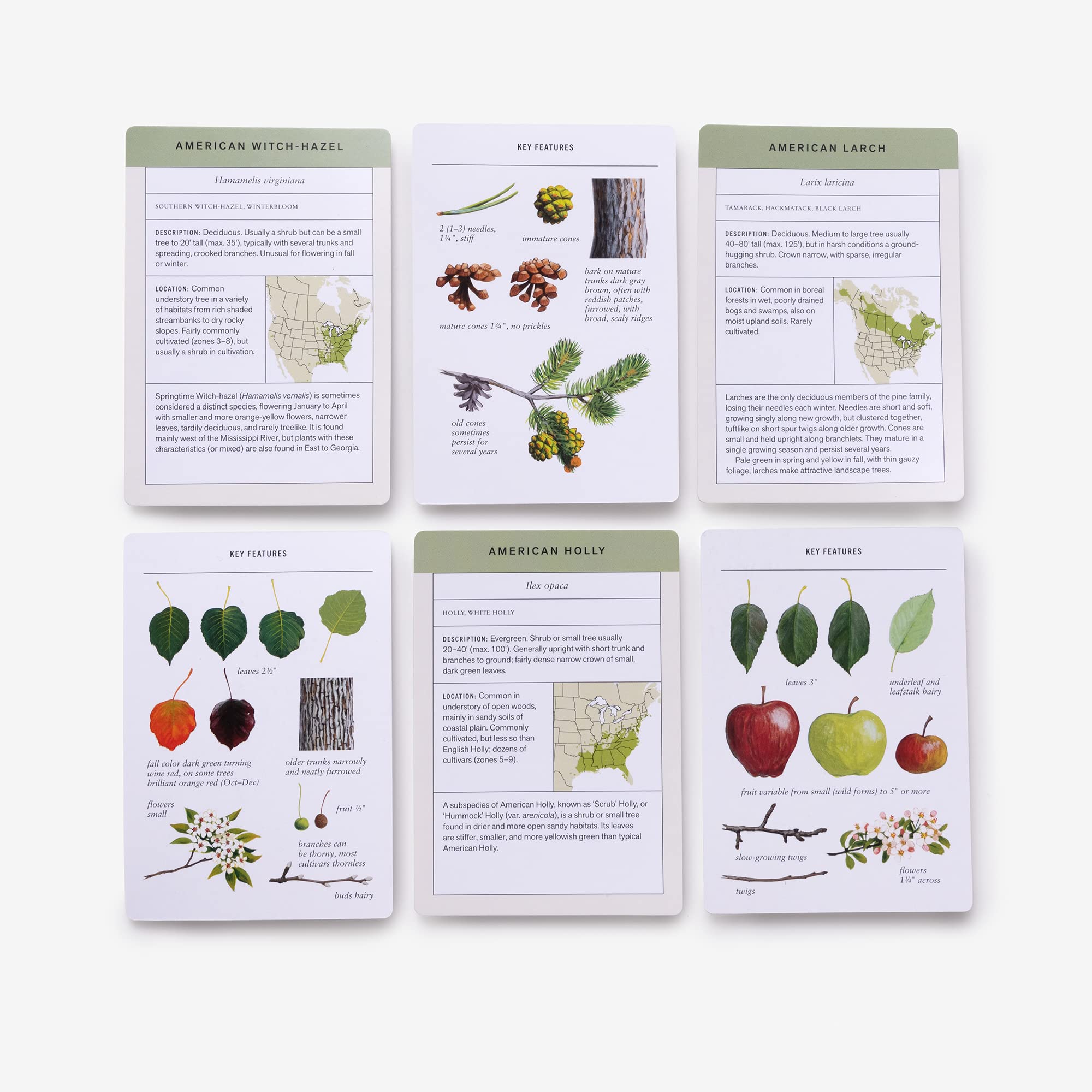 Sibley Tree Identification Flashcards: 100 Trees of North America