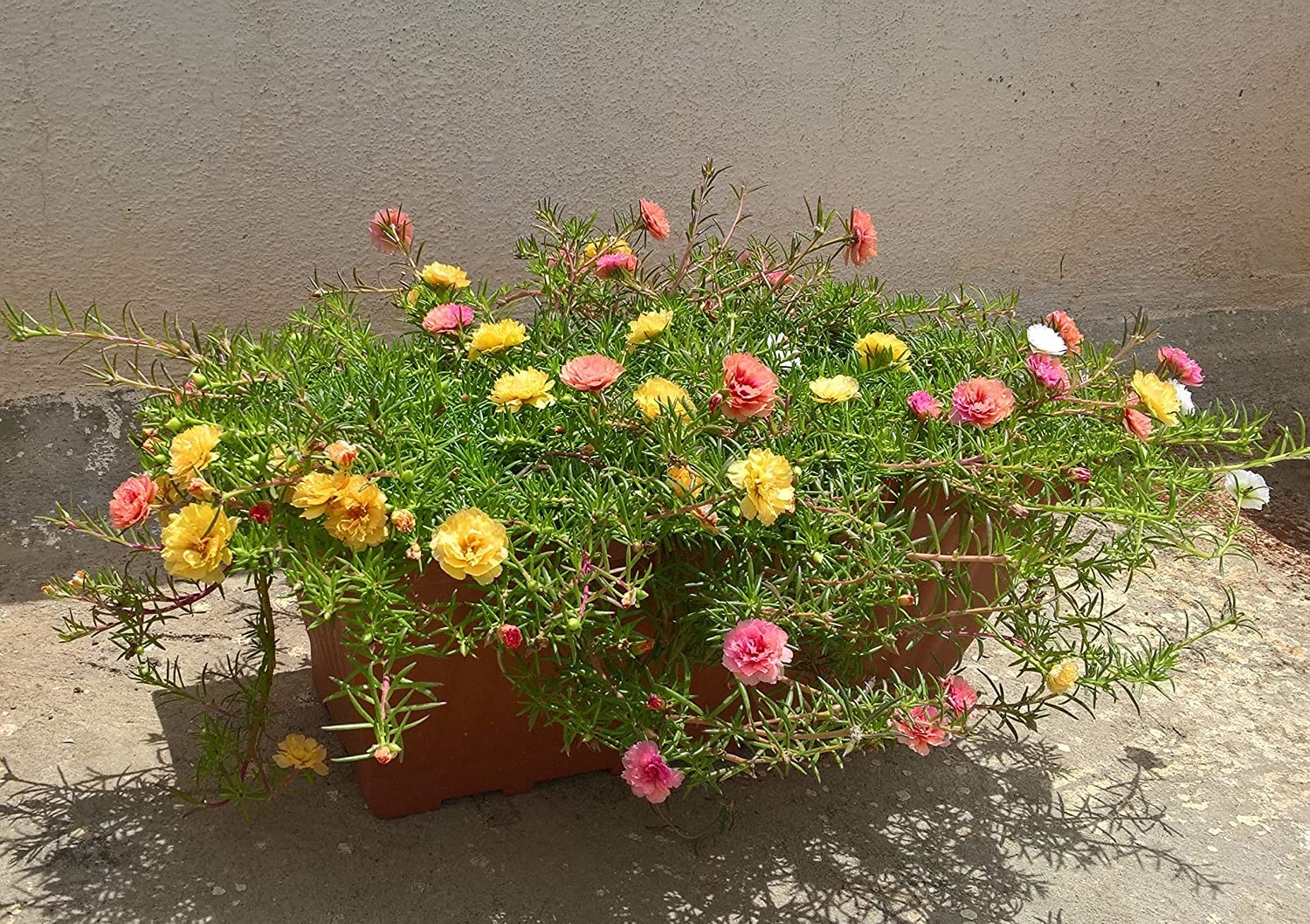 Portulaca flower plant live yellow (B0C3725VV3) Amazon Price History, Amazon Price Tracker