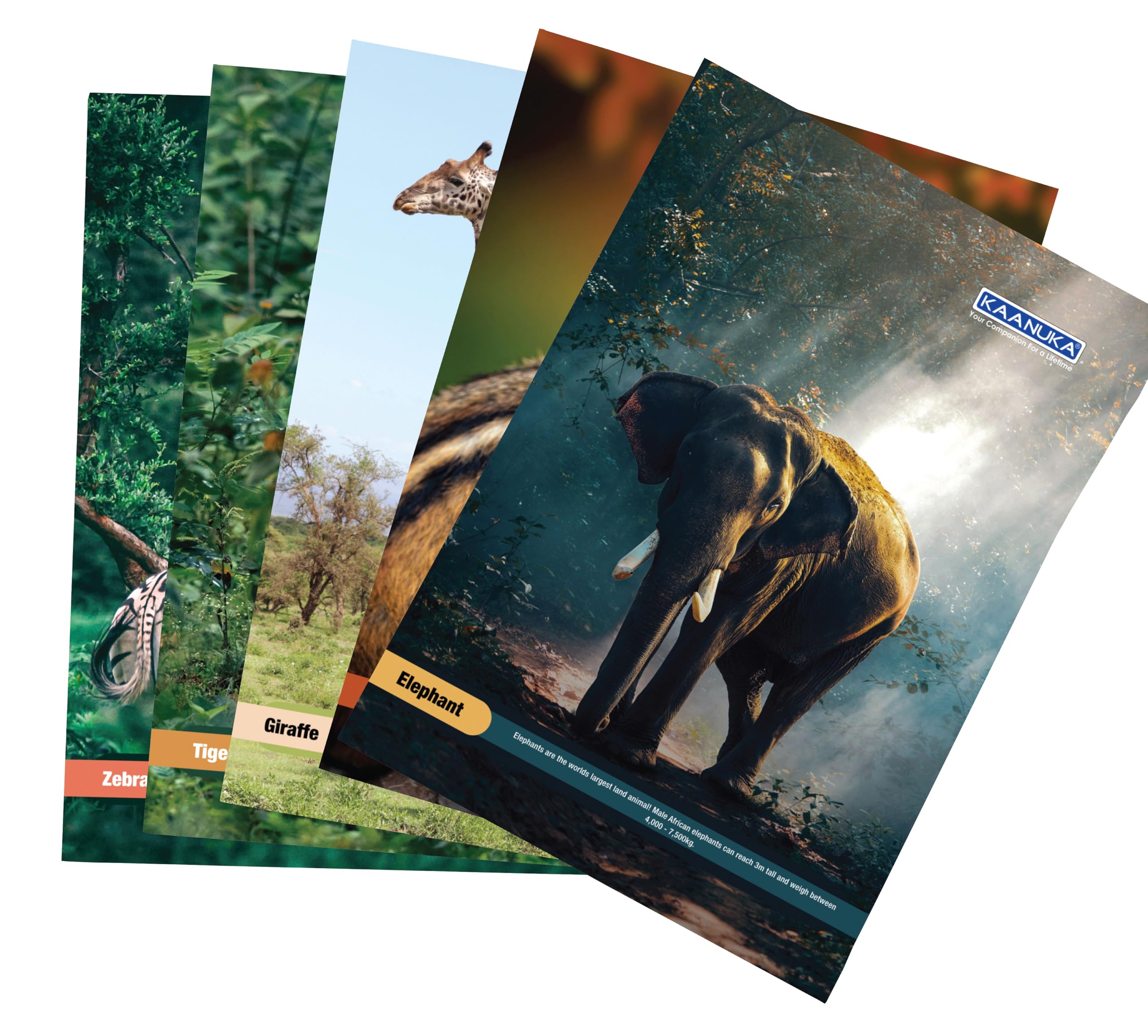 KAANUKA Long Size Notebook - 140 Pages, Ruled, Single Line, A4-29.7cm X 21.0cm, Pack Of 5 Notebooks, Long Size Single line Notebooks for School and College Students