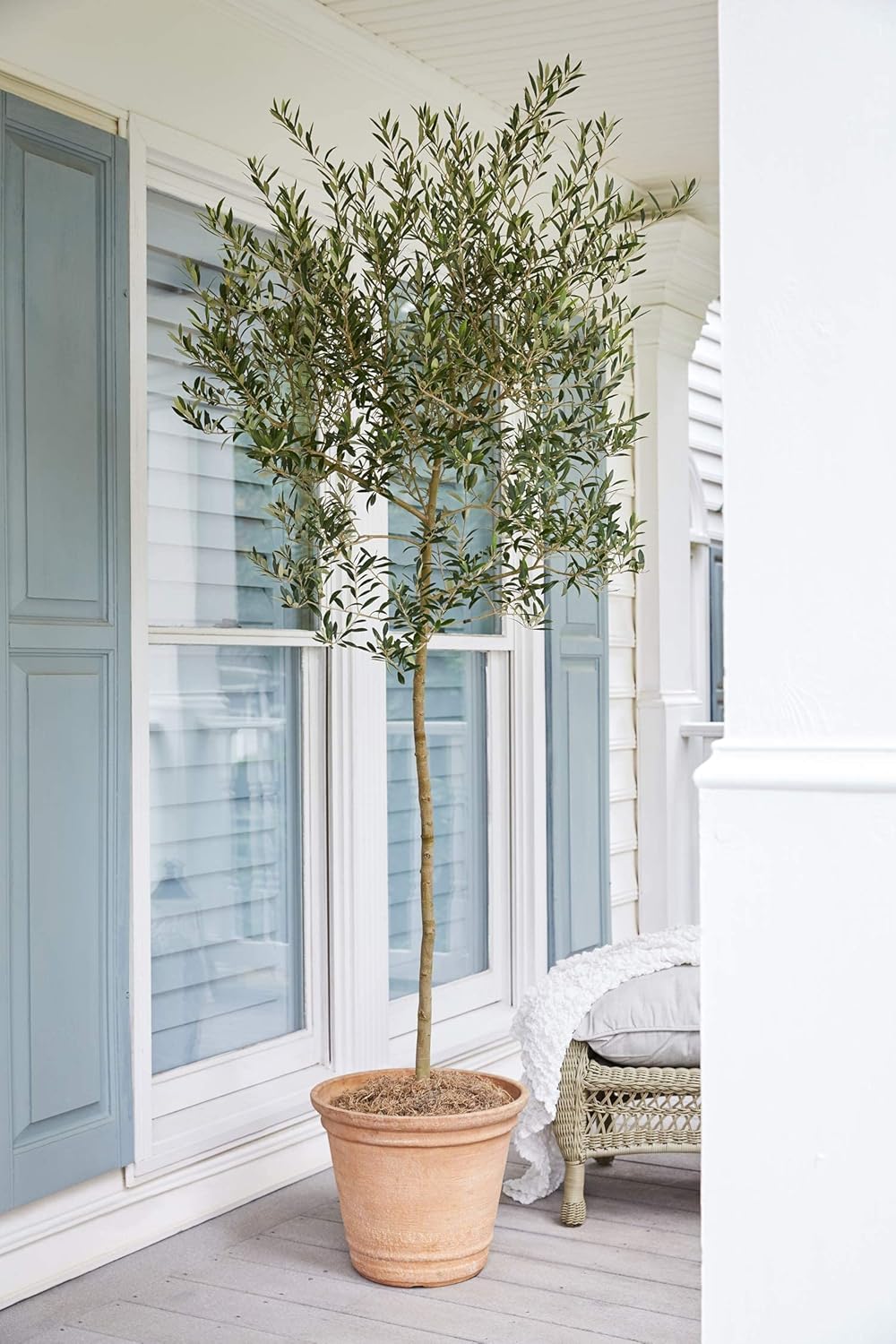 Arbequina Olive Tree 1-2 Feet Tall Plant Pot - Olive Tree Live Plants Outdoor Fruiting Tree Plants - Olive Branch Indoor Plants Live Houseplants Patio Live Olive Trees | No Shipping to AZ