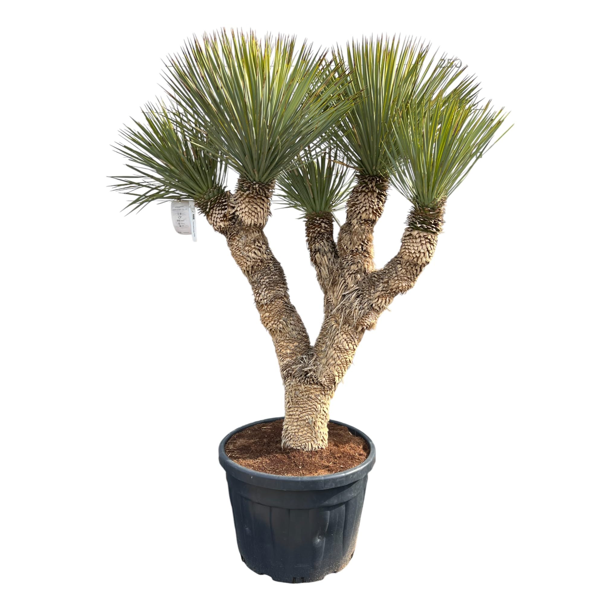 Tropictrees, Yucca Rostrata Multistamm - 220 cm Hohe Exotische Pflanze |  Winterhart und Pflegeleicht | Stilvolle Wstenpflanze fr Garten, Terrasse  und Innenrum : Amazon.de: Garten