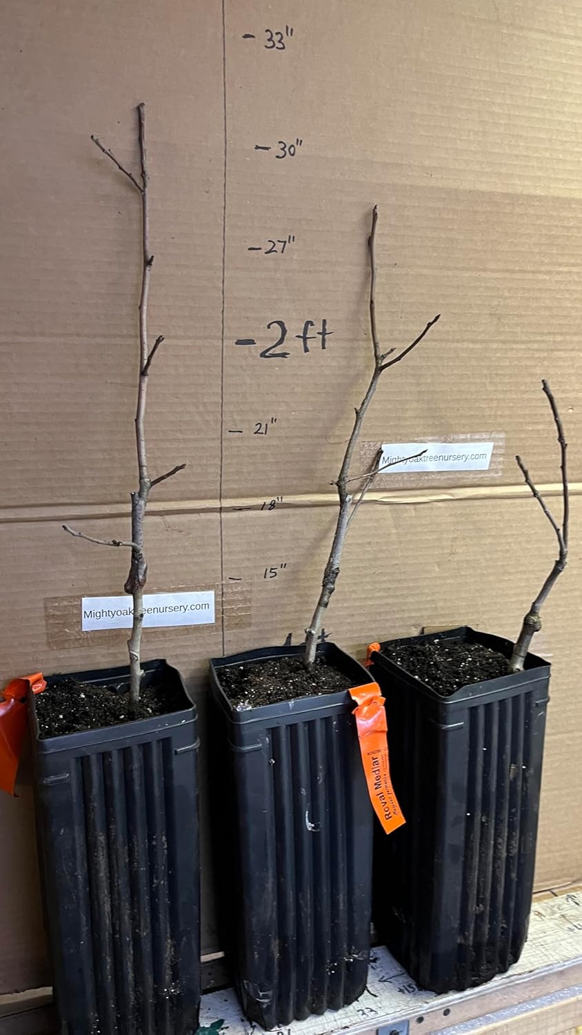 8-12" Tall Royal Medlar Tree, Mespilus Germanica, grafted Plant