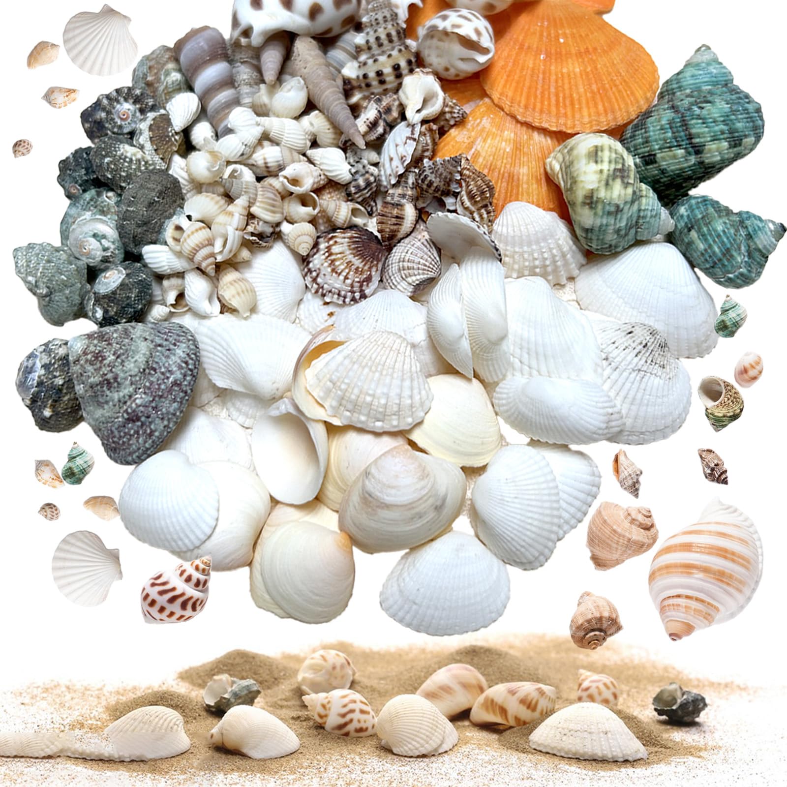 100+ PCS Small Sea Shells Mixed Sizes & Colors Ocean Beach Seashells, Natural Sea Shells for Crafting, Vase Fillers, Fish Tank Filling, Beach Theme Party