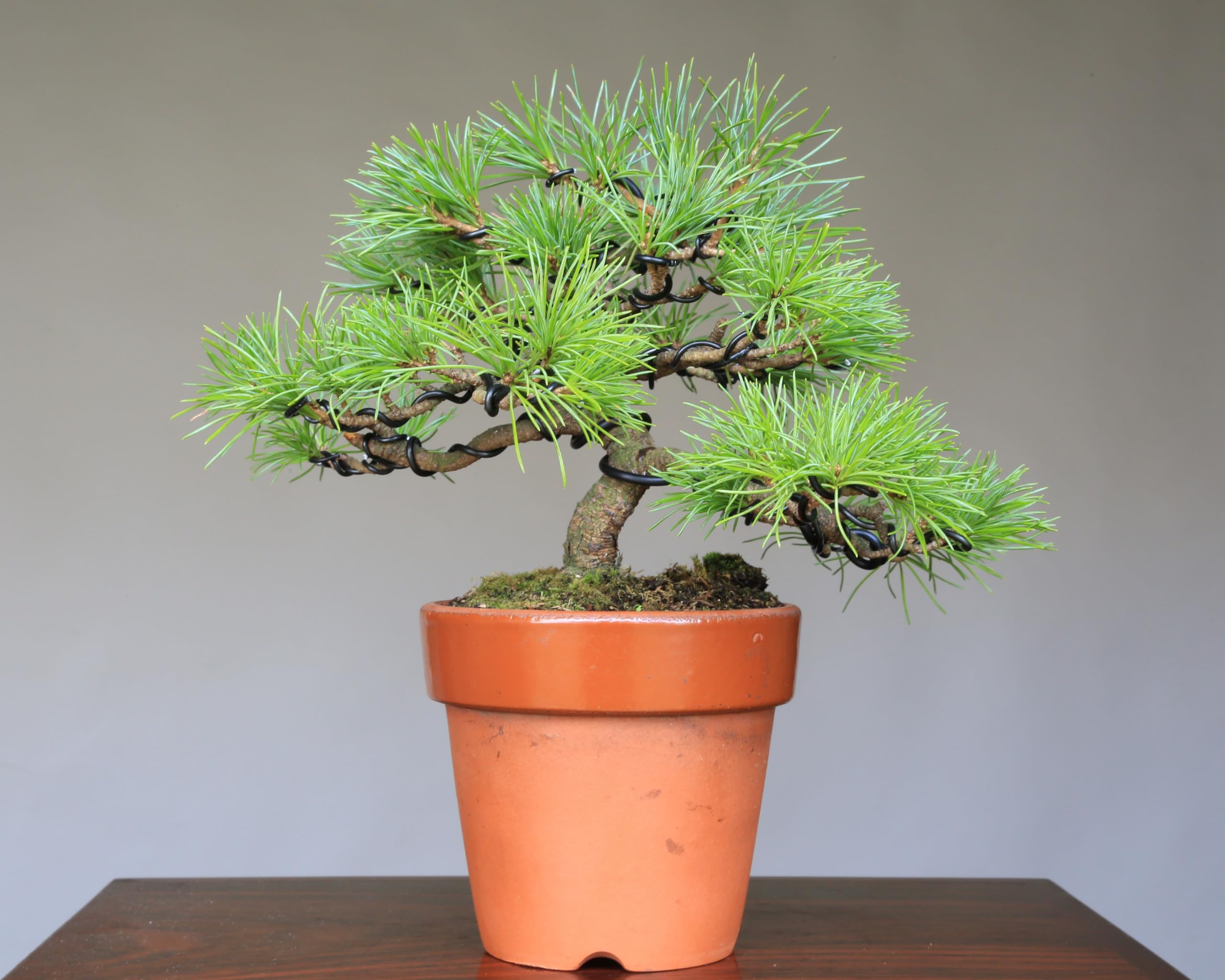 Amazon.co.jp: 五葉松『葵』アオイ 実生 小品盆栽【泰寿園 Online