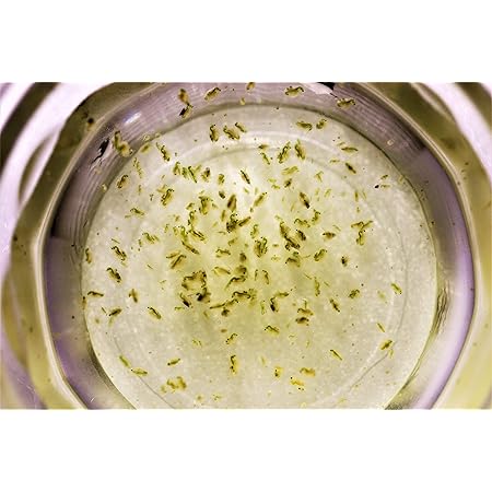 Amazon めだか街道 オオミジンコ ダフニアマグナ 培養用 種ミジンコ 生体50 100匹程度 金魚 めだか 熱帯魚等の生餌 エサ クロレラ水 0mlに入れて発送 ノーブランド品 観賞魚 水中生物 通販 Amazon めだか街道 オオミジンコ ダフニアマグナ 培養用 種ミジンコ 生体50 100匹程度 金魚 めだか 熱帯魚等の生餌 エサ クロレラ水 0mlに入れて発送 ノーブランド品 観賞魚 水中生物 通販