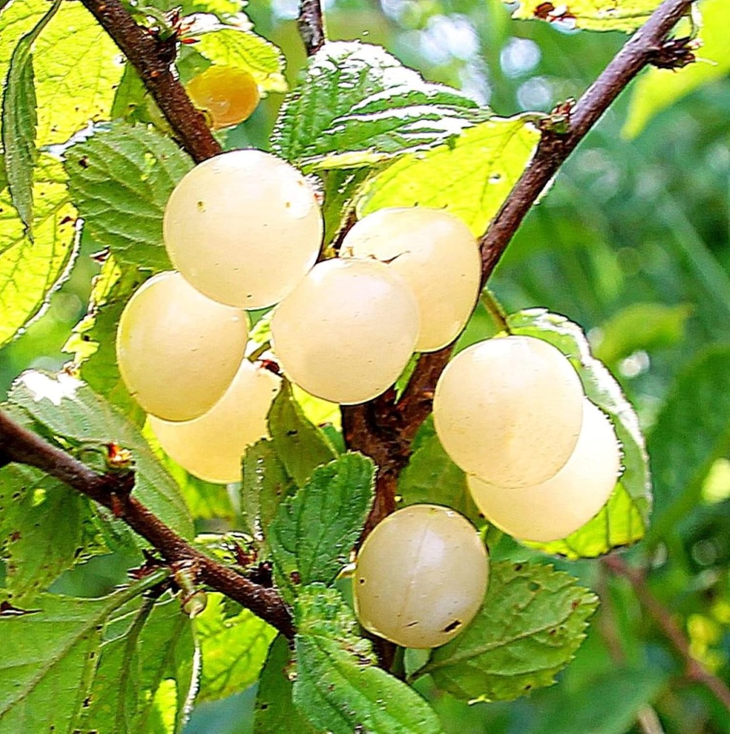 8-16” Tall Jules - Nanking White Cherry 1-2 Year Old Plant
