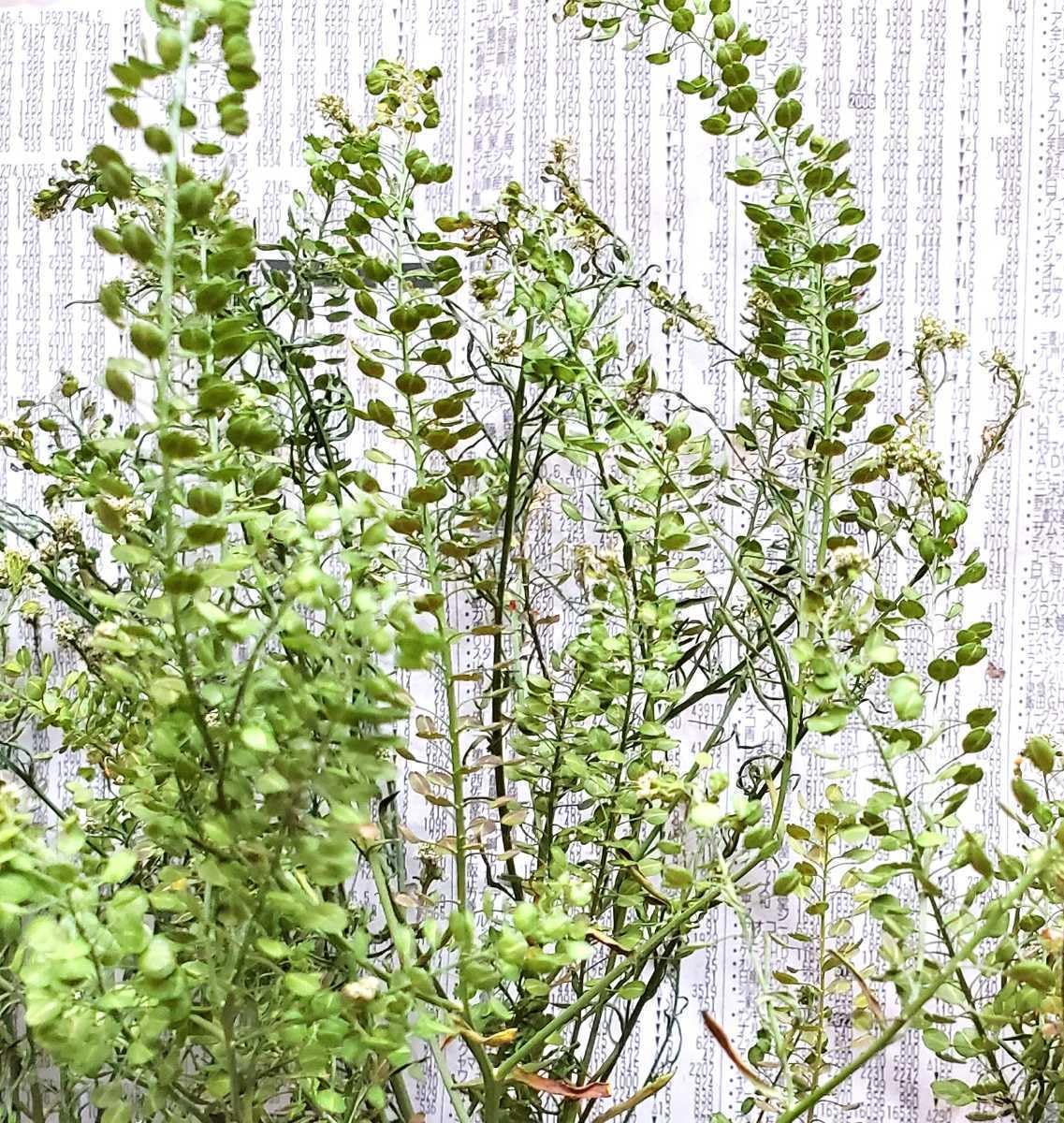 Amazon.co.jp: マメグンバイナズナ 種 100粒以上 タラスピ