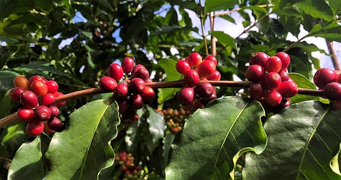 Café 100% Kona en Grano Tostado Medio 8 oz - Domain Kona miniatura 8