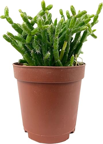 Cactus Coral - 3 plantas vivas en macetas de 2 pulgadas - Cactus de arroz - Rhipsalis Cereuscula - Hermosa planta de interior suculenta de cactus