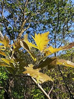 Hundredfold Northern Red Oak 1 Small Seedling - Quercus rubra North America Native, Champion Oak, Large Specimen & Shade Tree, Live Plant, Packed and Shipped in Canada