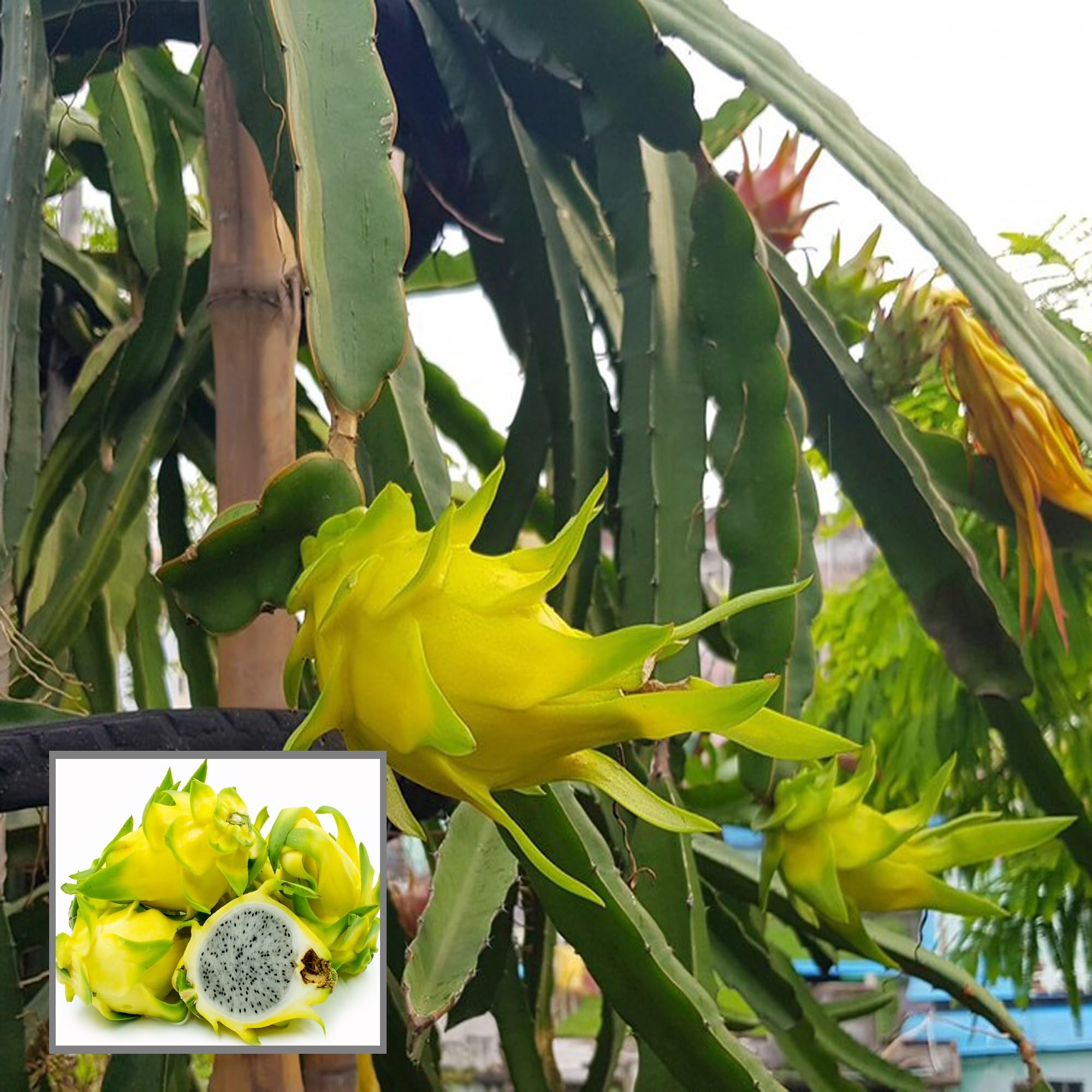 See full amazon price history chart for HAPING Yellow Colombiana Dragon Fruit Cutting/Grafted Fruit Live Plant (1-2 Feet Height) HAPING Yellow Colombiana Dragon Fruit Cutting/Grafted Fruit Live Plant (1-2 Feet Height) (B0CV4XL7W2) Amazon Price History, Amazon Price Tracker