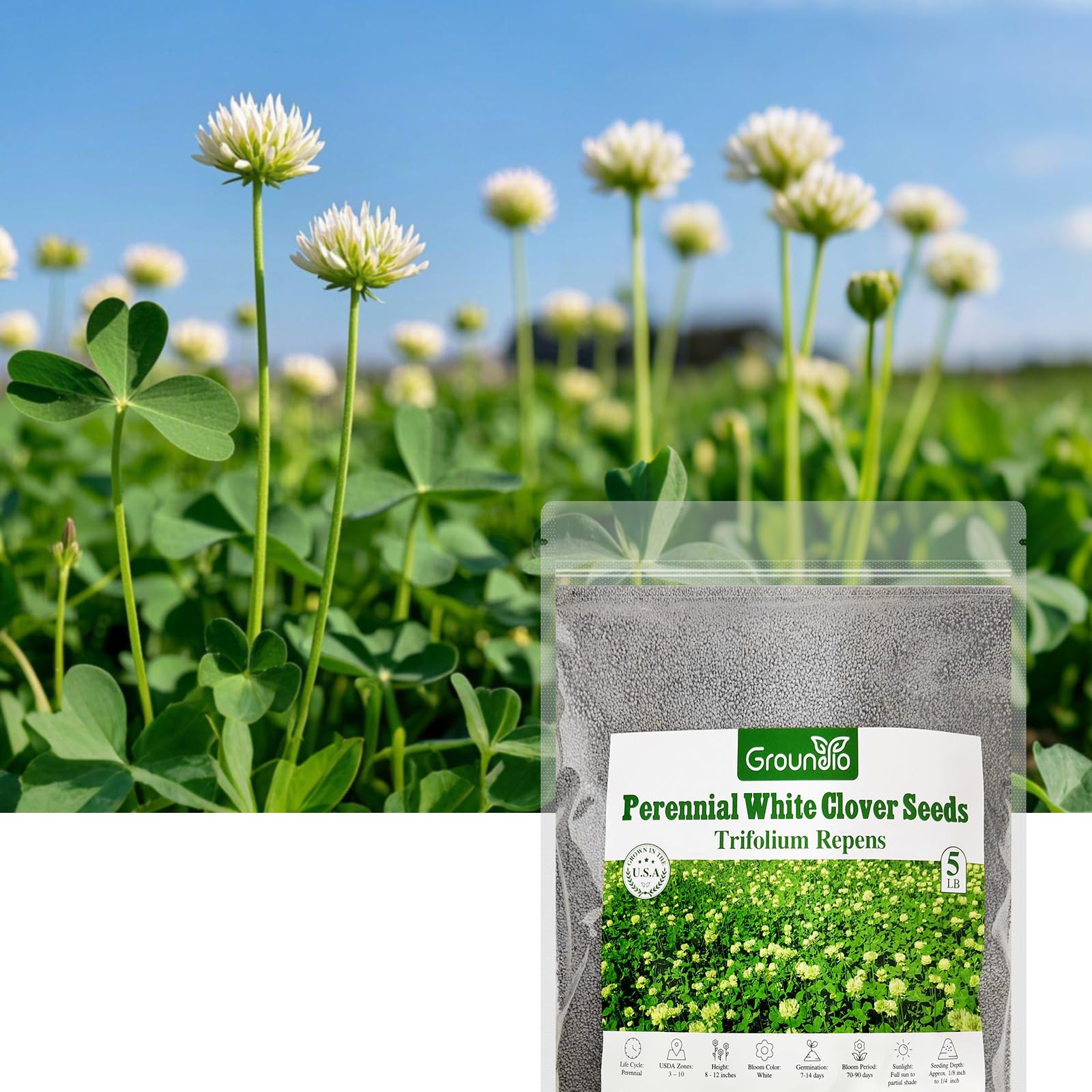 Groundio White Clover Seeds 5 lb
