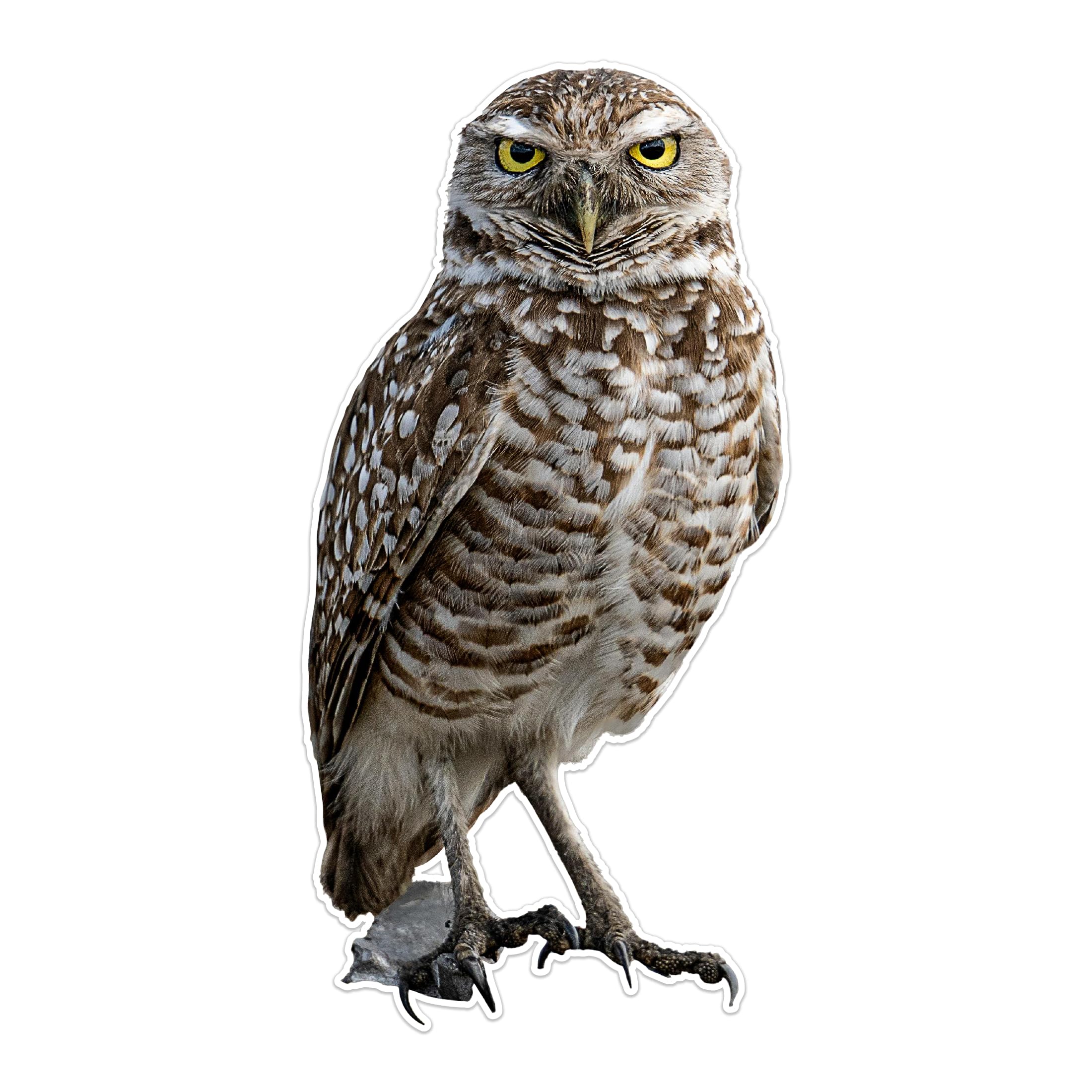 Photo Realistic Owl Decal - Vinyl Sticker for Cars, Laptops, Windows and Water Bottles - 6 Inches Tall