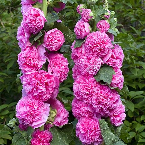 25 semillas de flores perennes de doble rosada de Hollyhock Seeds, semillas de hollyhock
