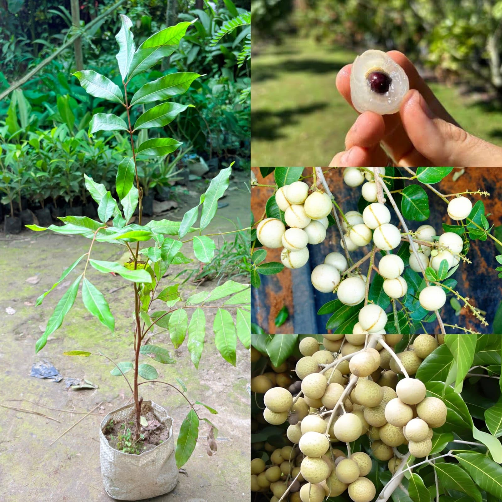Vietnam Jumbo Durian White Longan Plant,Grafted,Early Fruiting,Outdoor Fruit Plant (Size-1-1.5 Ft) (Aroma durian White Longan Plant) (Pack of 1)-image-4