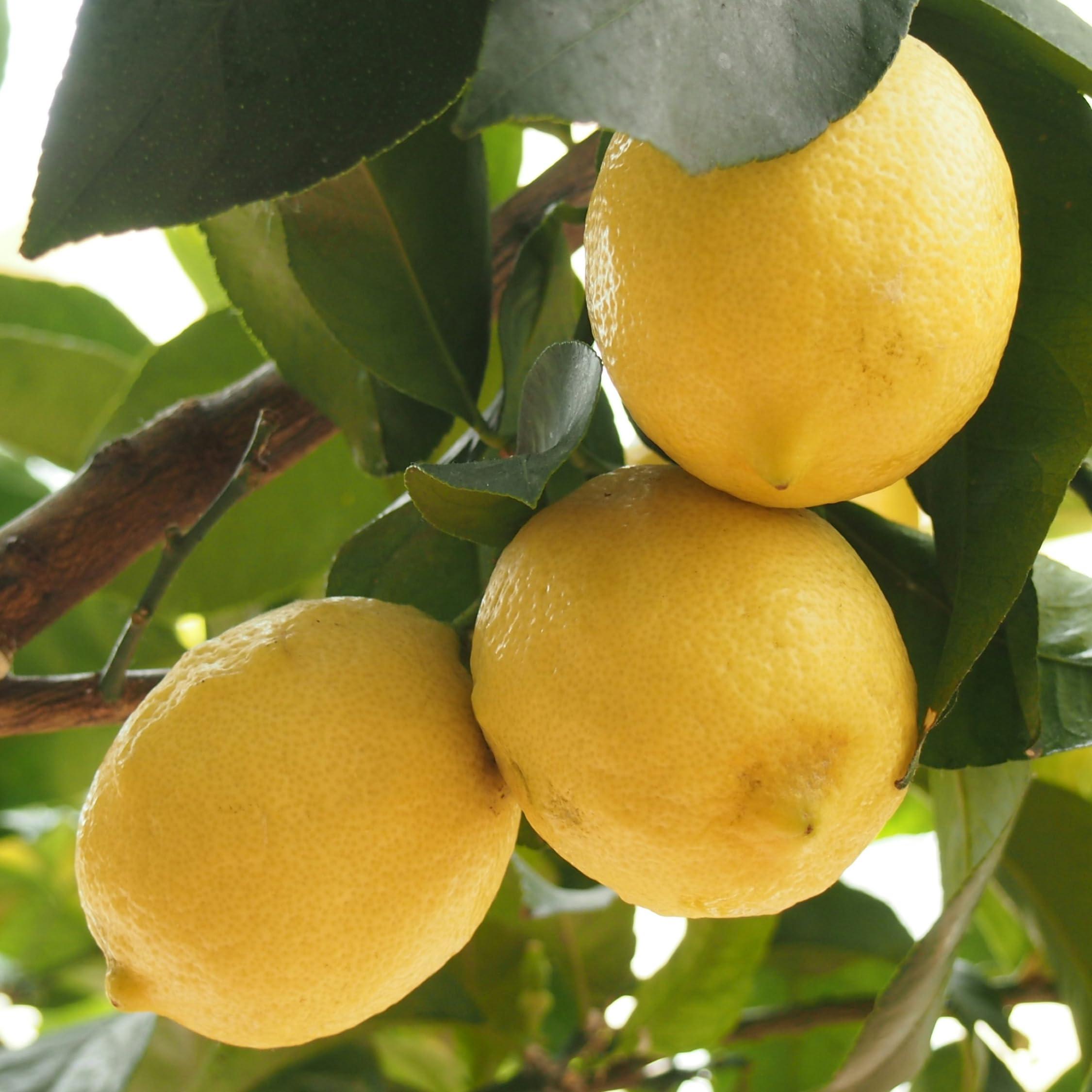 Plant in a Box - Citrus Limon - Limonero - Maceta 19cm - Altura 60-70cm