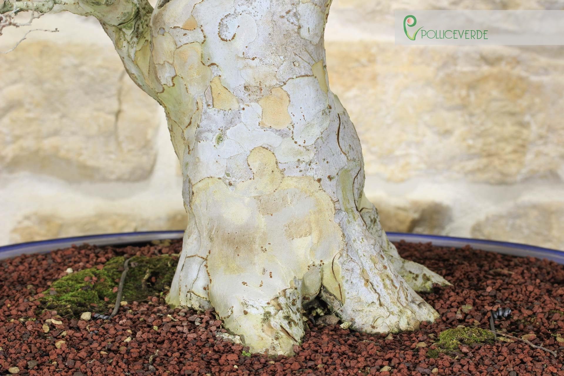 Bonsai di Zelkova Parvifolia (80)