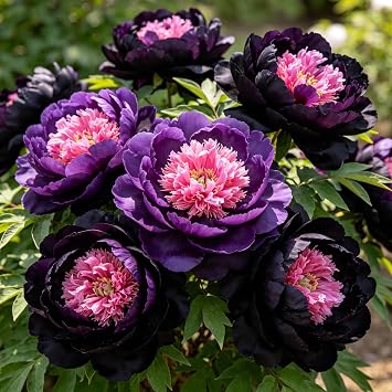 UK Hardy Peony Rhizomes Perennial Bulbs Easy Care Ideal for Borders Planters and Garden Beds Beautiful Flower Arrangement 1 Bulb-C