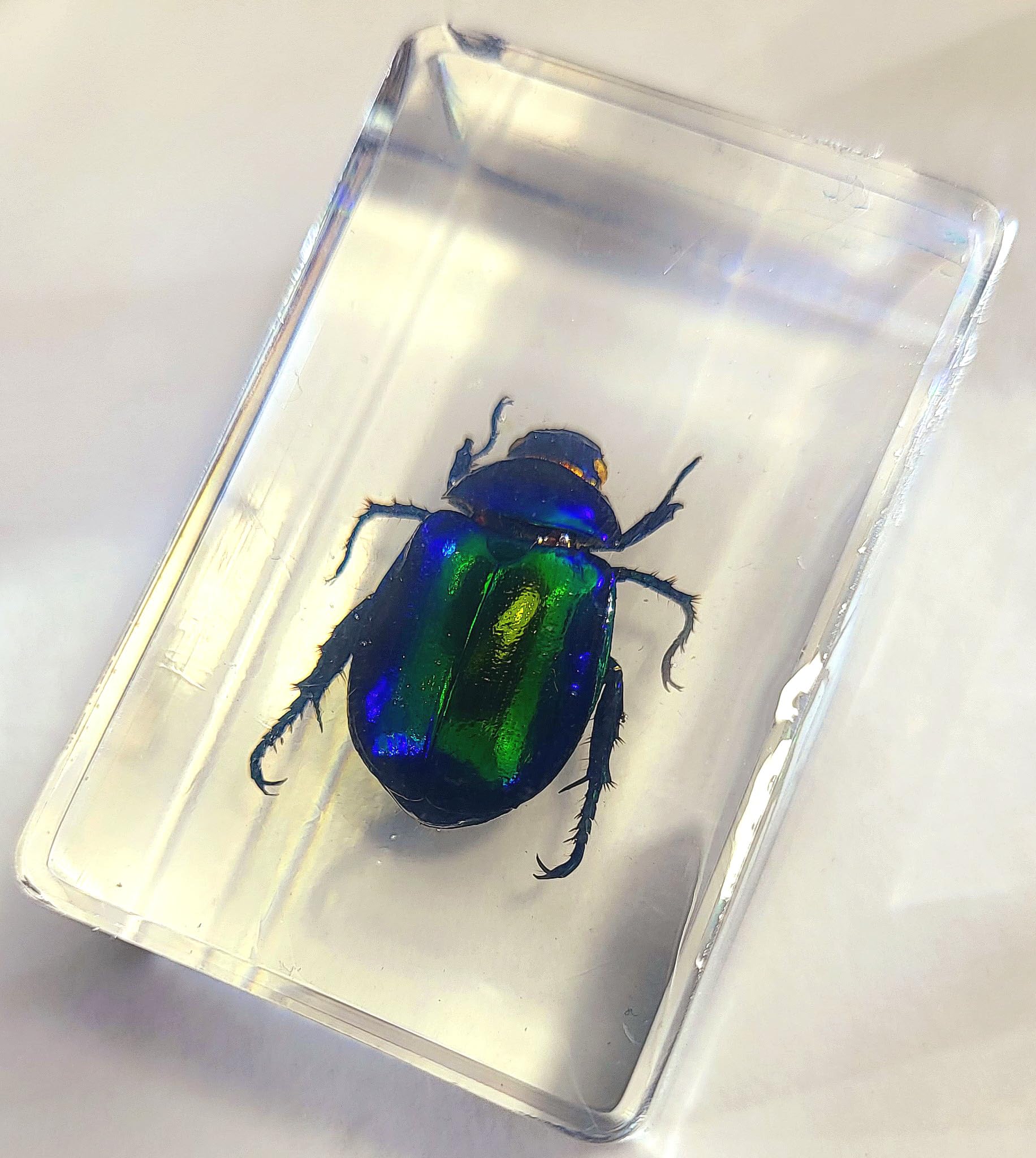 44mm Real Colorful Scarab Beetle in Crystal Clear Lucite Resin Crafts Specimen Preserved Various Animal Insect Bug Taxidermy Collection for Biology Science Education & Desk Ornament Display Supplies