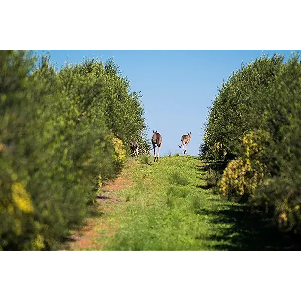 Cobram Estate Australia Select Olive Oil, 12.7 FZ 8