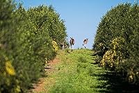 Vista 6 de Cobram Estate Australia Select Aceite de Oliva Extra Virgen, Primer Prensado en Frío, Sin GMO, Apto para Keto, Alto en Antioxidantes, Frutal