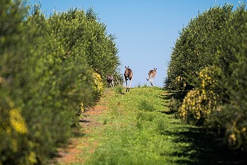 Miniatura 7 de Cobram Estate Australia Select - Aceite de oliva virgen extra  Primero prensado en frío, sin OMG, apto para dieta cetogénica, alto en antioxidantes,