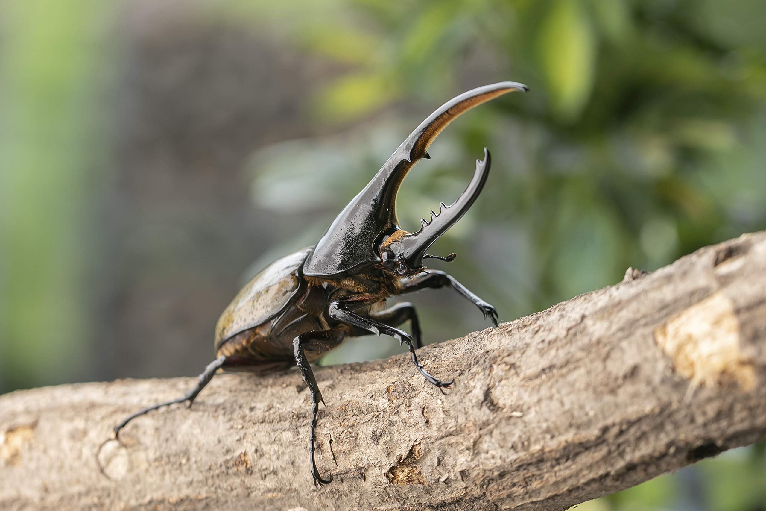 Amazon.co.jp: 【BIG HORN】ヘラクレスヘラクレス3令幼虫ペア 観察